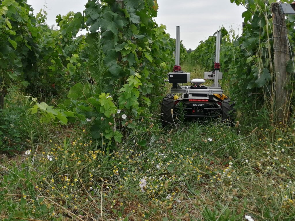 Le scout 2.0 en immersion dans les vignes